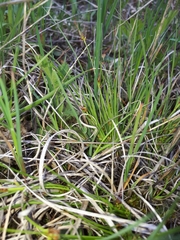 Carex tonsa rugosperma