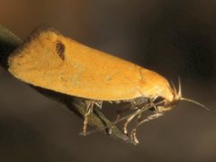 Telocharacta hemicroca