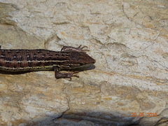 Psammodromus occidentalis