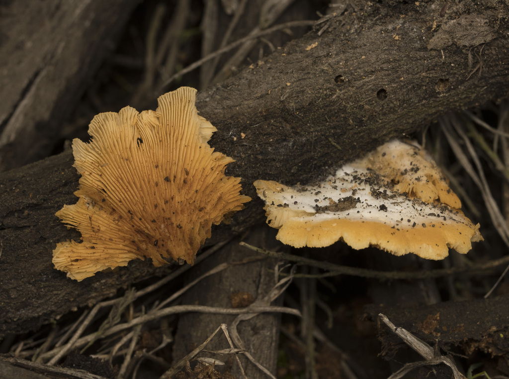 Crepidotus brunswickianus