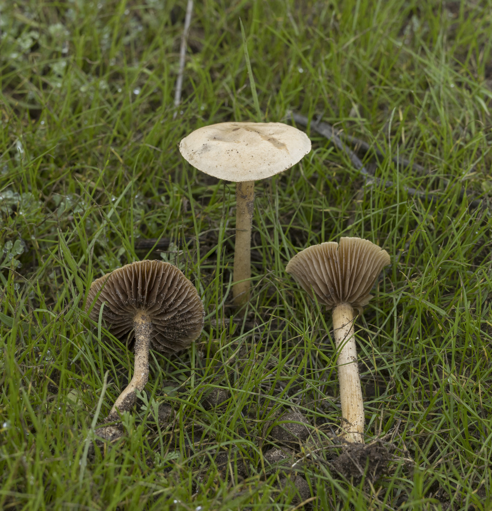 Agrocybe pediades · June 2024 · photo: © sur_endemico (iNaturalist, cc-by-nc)