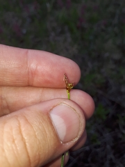 Carex tonsa rugosperma