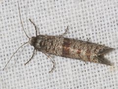 Lepidoscia annosella