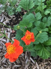 Geum coccineum