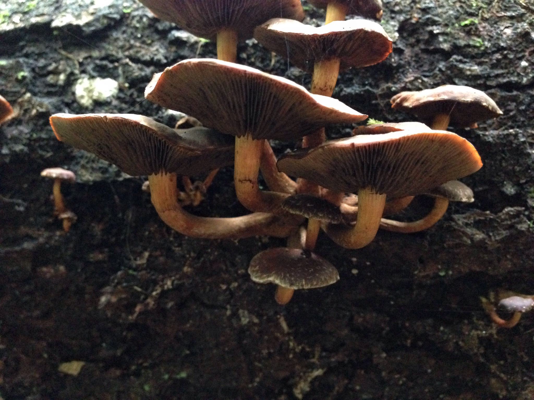 Hypholoma brunneum image