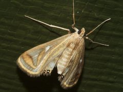 Strepsinoma foveata