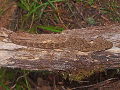 Mokopirirakau granulatus