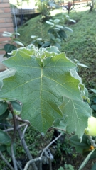 Solanum mammosum