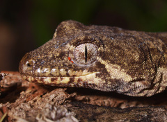 Mokopirirakau granulatus