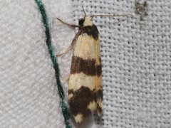 Thallarcha chrysochares