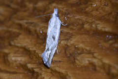 Loxostege cereralis