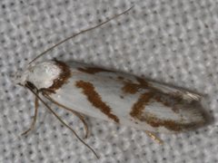 Oxythecta acceptella