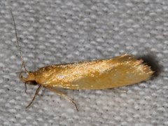 Telocharacta hemicroca