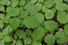 Impatiens pallida