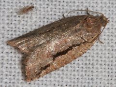 Meritastis