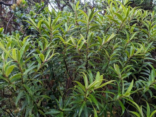 Myrsine helleri observed 2024-06-19