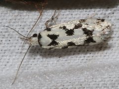 Lichenaula calligrapha