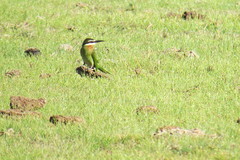 Merops superciliosus