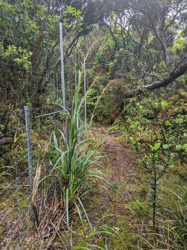 Gahnia vitiensis, 2024-06-20