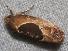 Hoplomorpha abalienella