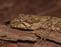 Mokopirirakau granulatus