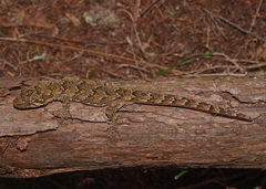 Mokopirirakau granulatus