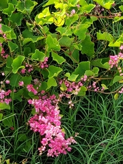 Antigonon
