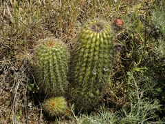 Trichocereus huascha