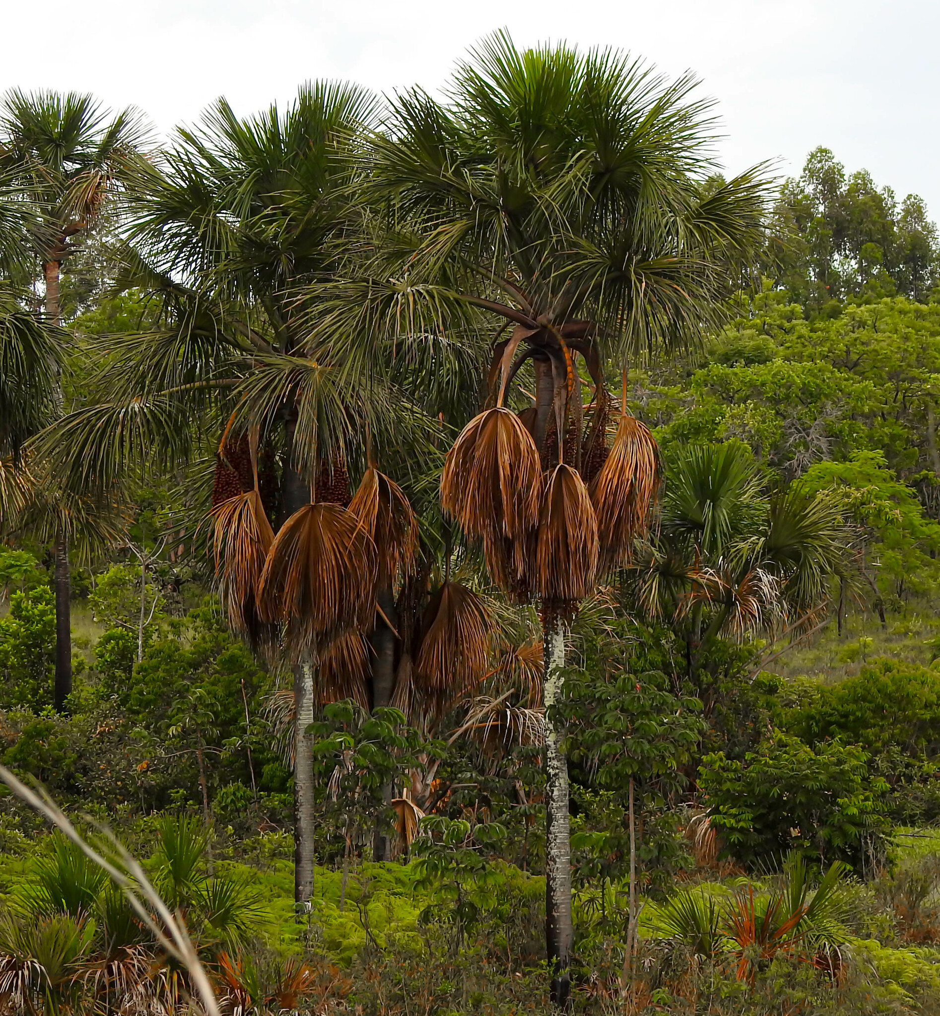 Mauritia flexuosa