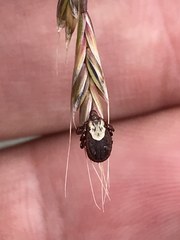 Dermacentor variabilis