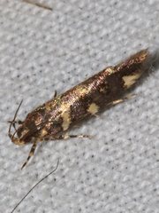 Macrobathra myriophthalma