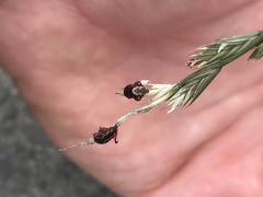 Dermacentor variabilis