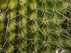 Trichocereus huascha