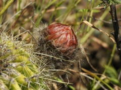 Trichocereus huascha