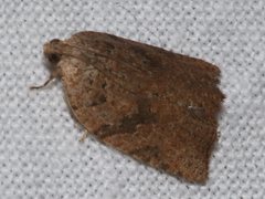 Meritastis