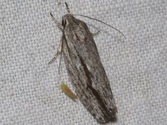 Agriophara leptosemela