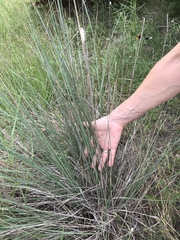 Muhlenbergia lindheimeri