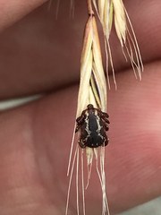 Dermacentor variabilis