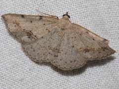 Taxeotis perlinearia