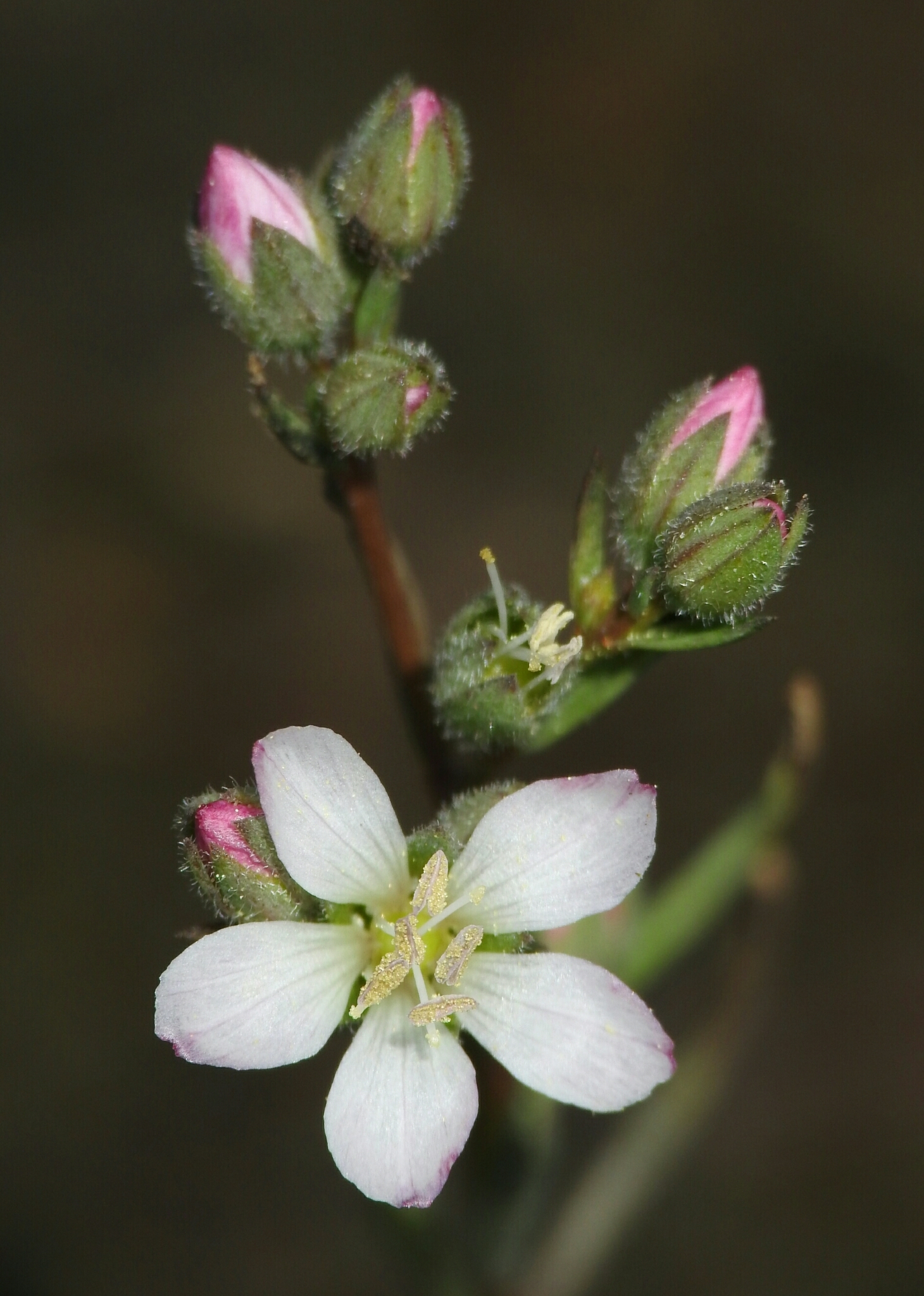 Hesperolinon congestum