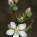 Marin Dwarf-Flax - Photo (c) David Greenberger, some rights reserved (CC BY-NC-ND), uploaded by David Greenberger