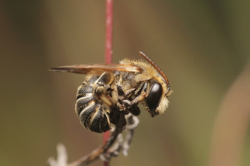 Representative image of Pseudapis diversipes