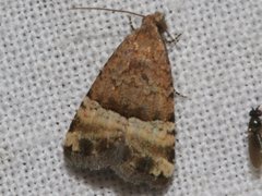 Pseudozarba orthopetes