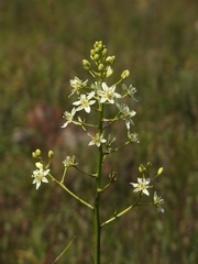 Toxicoscordion fontanum