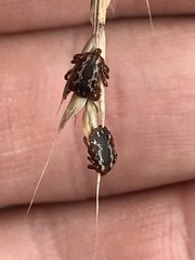 Dermacentor variabilis