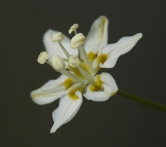 Toxicoscordion fontanum