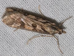 Nomophila corticalis