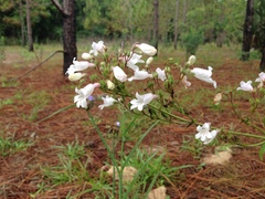 Penstemon multiflorus