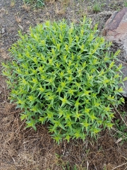Lithospermum ruderale