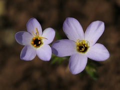 Leptosiphon androsaceus